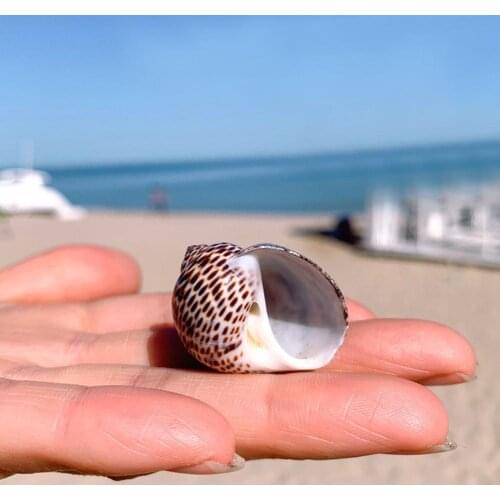 2cm, 3cm Natural Bird Egg Snails Conch Shells Bird Craft Specimen Wall Snail Home Nautical Decor Seashell Diy Decor Egg Fis Q3O2