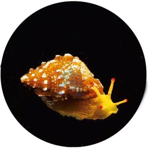 Fish tank decoration aquarium landscaping accessories plastic night light simulation snail