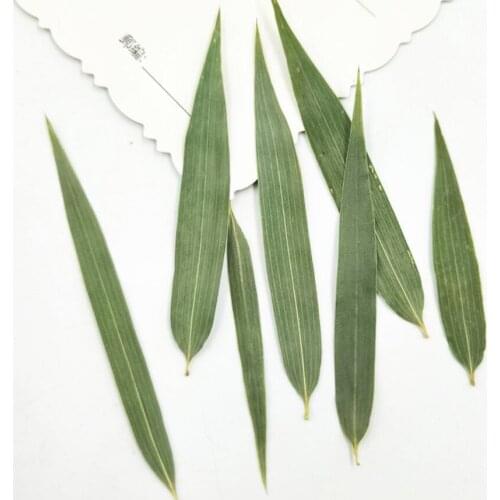 120pcs Pressed Dried Green Bamboo Leaves Leaf Flower Plants Herbarium For Jewelry iPhone Phone Case Photo Frame Bookmark DIY