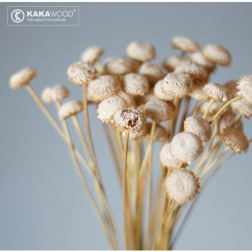 Kakawood Household Soft Decorations Imported Natural Plant Dried Flowers Dried Fruit Argentine Diamond Flower
