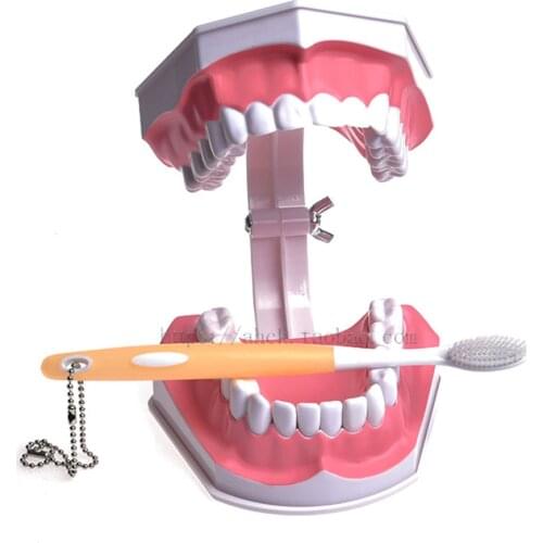 Tooth model double oral teaching model tooth model