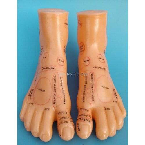 19cm Foot reflex zone massage model, not acupuncture model, Chinese and English code TCM Feet Reflexology, 1 pair