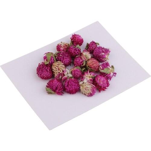 20Pcs Dried Real Gomphrena Globosa Flower DIY Scrapbooking Photo Album Decor