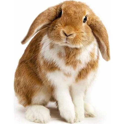 SZWL Rabbit Vinyl Car Sticker Motorcycle Bumper Window Decoration Car Door Protector Laptop Decals Accessories,13cm*10cm