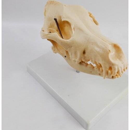Dog Head Bone Skull Skeleton Model Dog Skull Anatomical Model Medical Science Teaching Veterinary Anatomy Animal Skeleton Model