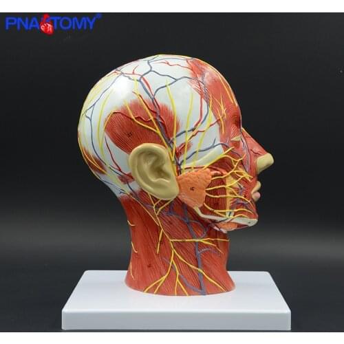 Human head with muscle and nerve blood vessel brain anatomy oral cavity throat anatomical model skull face muscle life size