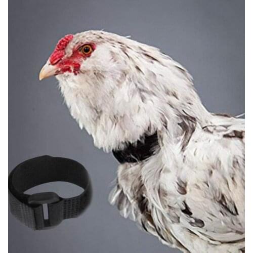 40% Hot Sales!!! 2Pcs Chicken Collar Anti Crow Noise Free Rooster Belt Adjustable Buckle Poultry Supplies for Ducks