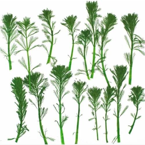 120pcs 5-10cm Pressed Dried Pine Leaves Flowers Plants Herbarium For Jewelry Postcard Phone Case Photo Frame Bookmark Craft DIY