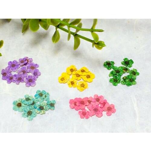 Beautiful Pressed Dried Flower Plum Blossom Flower For Resin Pendant Jewelry Making Craft Diy Candle Making