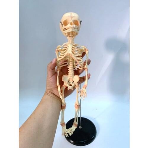 Fetal fetus Skeleton educational Model Baby Skull Skeleton Anatomy model