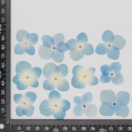 120pcs Pressed Dried Sky Blue Hydrangea Flower Herbarium For Epoxy Resin Jewelry Bookmark Phone Case Face Makeup Nail Art DIY