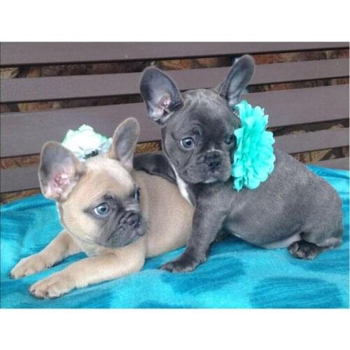 5d DIY Diamond Painting Cross Stitch French Bulldog Diamond Embroidery Pet Dog Diamond Mosaic Full Square Round Drill YG1341