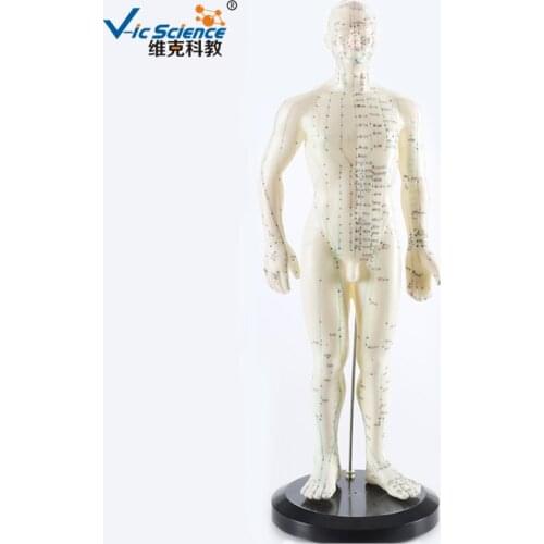 Education Model English Code 50CM Male Acupuncture Model