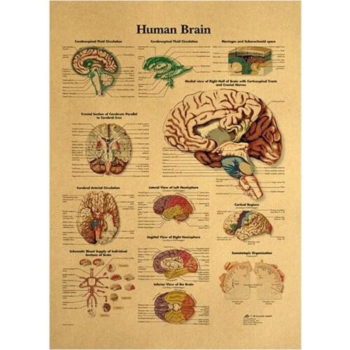 Human Body Illustration Brain Kraft Paper For Classroom School Decoration Brain System Poster Anatomical Chart Home Decor