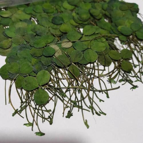 60pcs Dyed Green Dried Pressed 3-Leaves Flowers Plant Herbarium For Jewelry Postcard Invitation Card Phone Case Art&Craft DIY