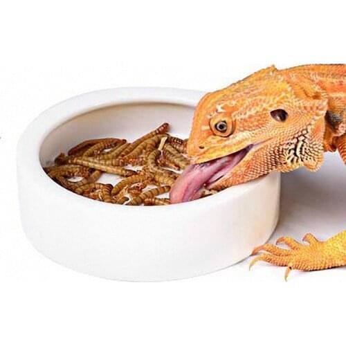 Bearded Dragon Worm Dish with Feeding Tweezers Tongs Ceramic Reptile Dish Reptile Gecko Feed Bowl Bowl Escape Proof Feeding Bowl