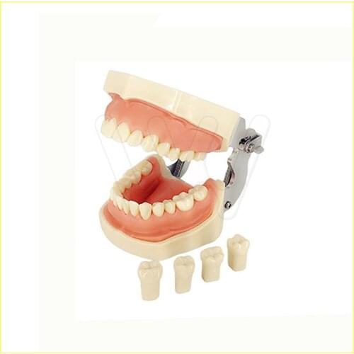 Dental Typodont Model 28 pcs Removable Teeth Kilgore Nissin All Removable