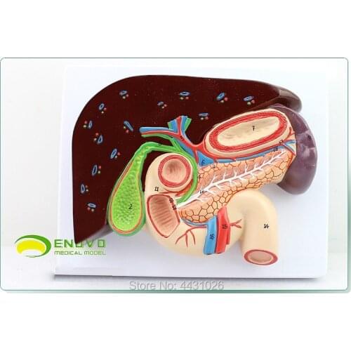 ENOVO The Whipple model of the digestive system of the gastro-biliary pancreaticoduodenal gastric structure model