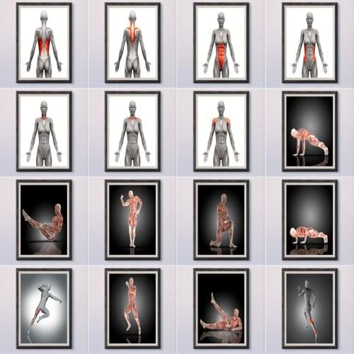 6-7 Human Structure Skeleton Blood Vessels Muscle Anatomy Decompose Professional Pictures Wa