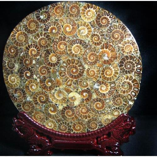 25cm Natural Ammonite Slice Plate Fossil Slices Ocean Snail Conch Stone Madagascar Mineral Specimen For Home Decoration