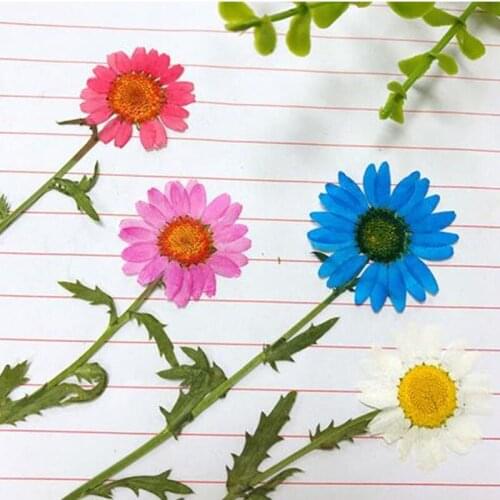 Pressed Leaves Colorful Natural Dried Flowers for Handmade Art Craft Scrapbooking Card Making Candle Materials Craft