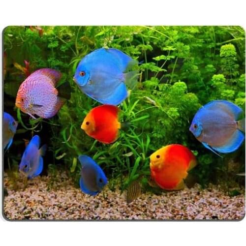 Gaming mouse pad mouse mat Discus Symphysodon multi colored cichlids in the aquarium freshwater fish native