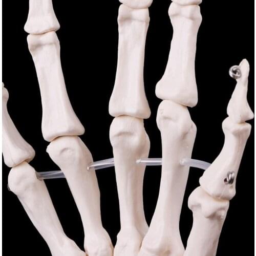 2021 New Hand Joint Anatomical Skeleton Model Human Anatomy Study Tool Life Size