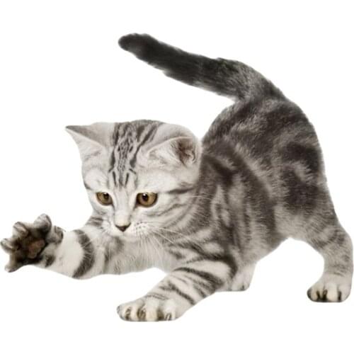 Dawasaru American Shorthair Cat Kitten Scratching Window Wall Auto Motorcycle Car Sticker Decal 17x14cm