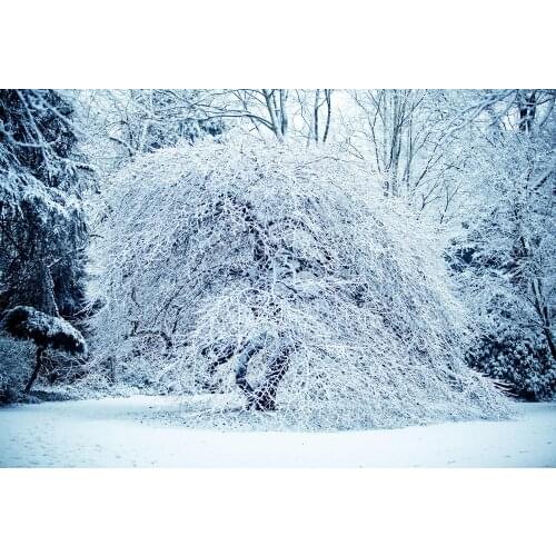 VinylBDS Natural Scenery Photographic Background White Background Snow Winter Tree Background