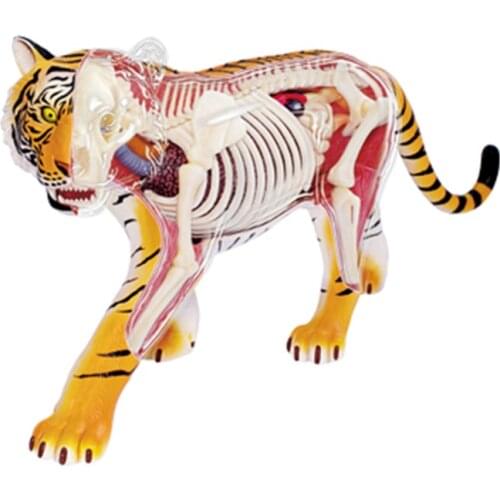 4D Tiger Intelligence Assembling Toy Animal Organ Anatomy Model Medical Teaching DIY Popular Science Appliances