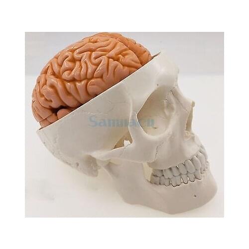 Life Size Human Skull 3 Parts With Brain 8 Parts Numbered Model for Medical Study