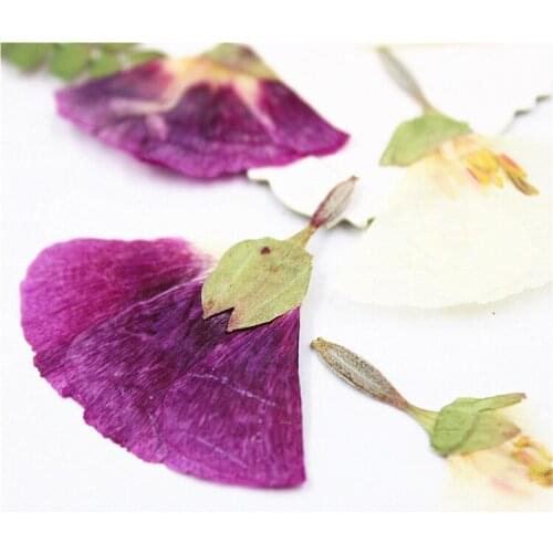16pcs/3-5cm,Natural Real Pressed Flower petals,Eternal Fanshaped Flower DIY Art Craft gift card Bookmark phone shell Decoration