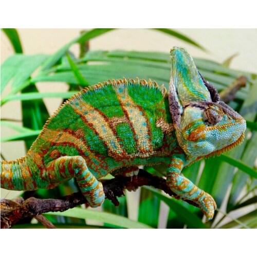 DIY Diamond Painting Cross Stitch Kits Full Square Diamond Embroidery 5D Mosaic Needlework lizard,chameleon wall arts YG462