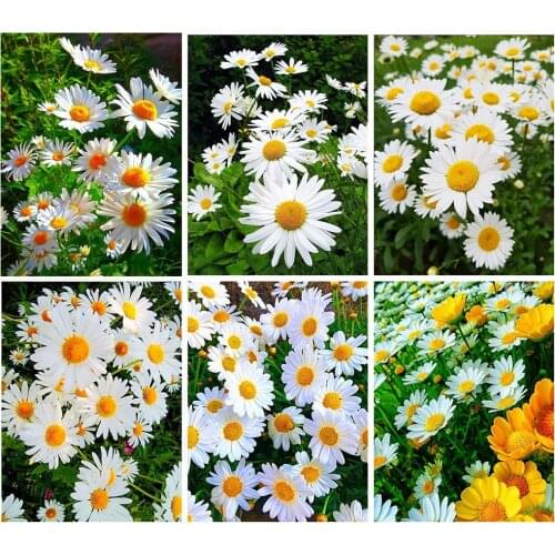 Canvas Size Full Square/Round 5d Diamond Painting Daisy DIY Diamond Embroidery Cross Stitch Flower Mosaic Nature Home Art Decor