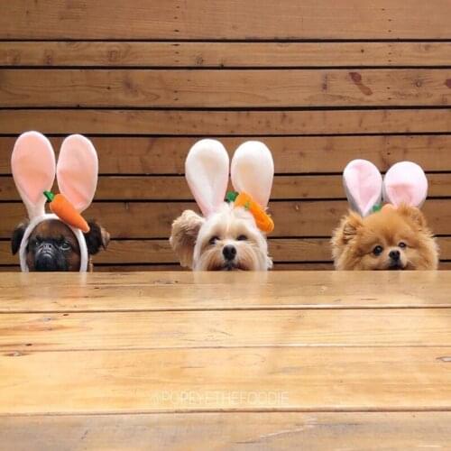 Funny Pet Dog Cat Cap Cute Costume Warm Rabbit Hat New Year Party Christmas Cosplay Accessories Photo Props Headwear D19