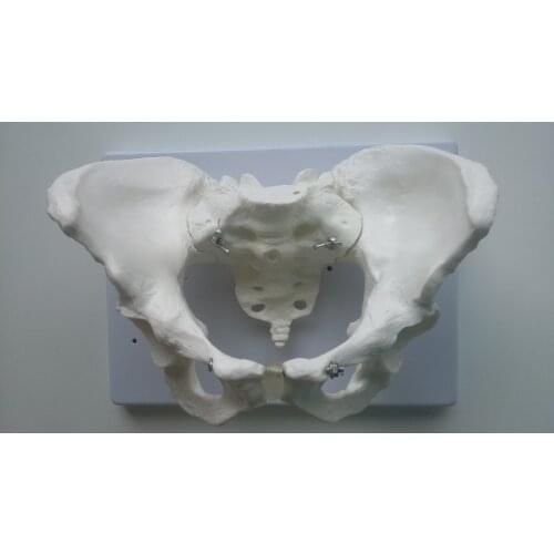 Life Size Female Pelvis Skeleton Model human Pelvi anatomical anatomy skeletal models medical equipment medical instruments