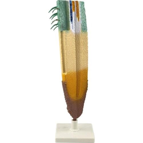 Plant Root System Anatomical Model Root Profile Models Cognize Root Structure Props Biologic Teaching Aids Supplies