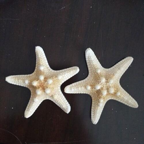 HappyKiss 6 pcs Natural Five Angle White Starfish 6cm -7cm Sea Star Shell Beach Wedding Nautical Display DIY Craft Home Party