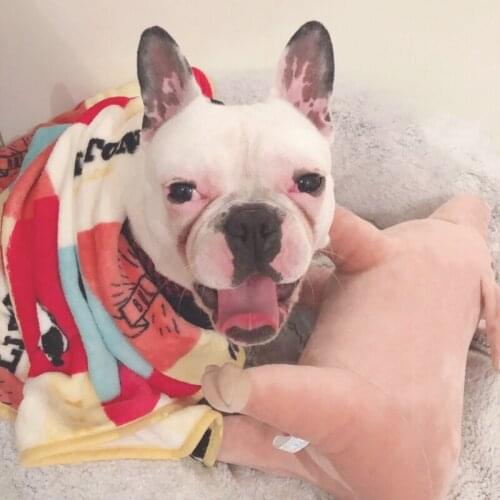 All Season Cat Dog Bed Blanket Dog Cat Bed Mat Warm Sleeping Blanket Small Medium Dogs Cats for Sofa Bed