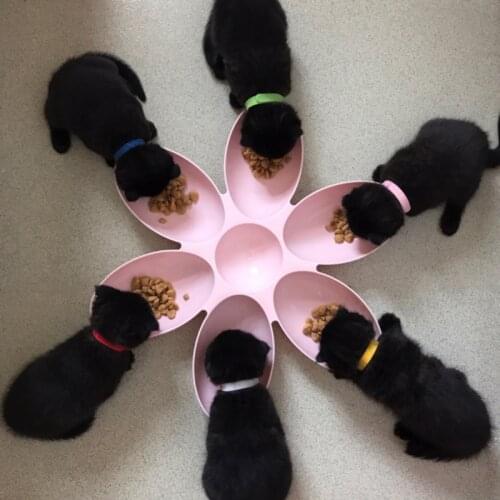 6 in 1 Pet Bowls for Cats Dogs 6 Pets at the Same Time Petal Shape Water Food Feeder Bowls Feeding