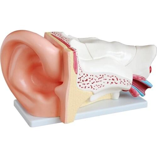 New big ears enlarged anatomical model of human ear, ear model display model, teaching model, 5X