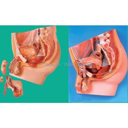 Deluxe Male pelvis Model (4 parts) , Anatomy Median Section of Male Pelvis Model