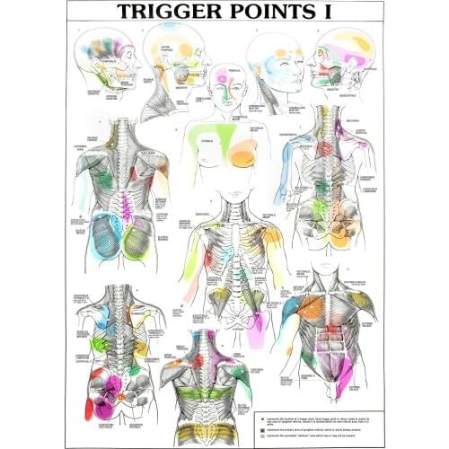 TRIGGER POINTS CHART INFORMATIONAL ANATOMY picture Art Film Print Silk Poster for Your Home Wall Decor 24x36inch