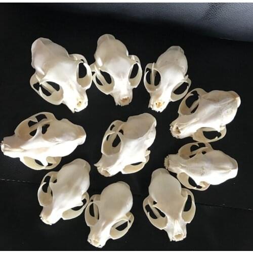 1-10pcs real animal Skull specimen Collectibles Desk Decoration Study Landscaping Decor office Bar Skull