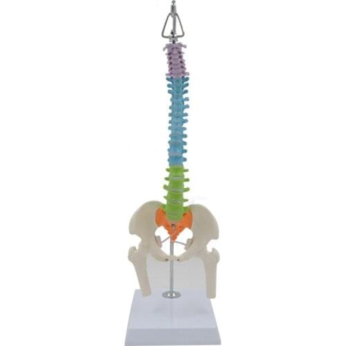 45cm Bendable Vertebral Column Human Spine Anatomy Model Skeleton Dropshipping