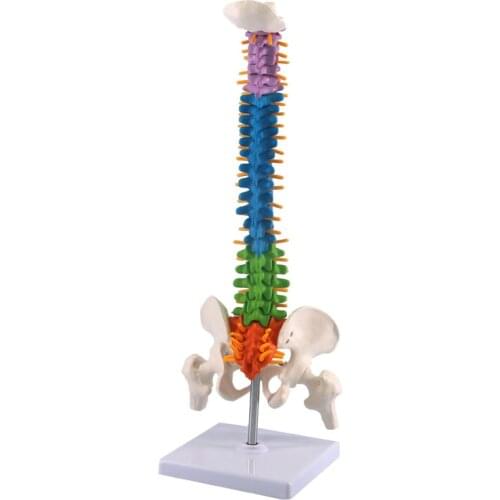 45CM Human Spine with Pelvic Model Anatomical Anatomy Spine Medical Model School Medical Teaching Science Supplies