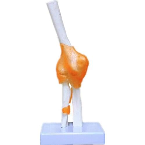 Elbow joint skeleton model simulation bone model education teaching