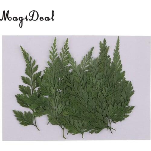 12pcs Natural Press Fern Leaves Pressed Real Dried Flower Dry Leaves for DIY Art Crafts Bookmark Scrapbooking Card Making