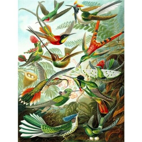 COLOUR PLATE ERNST HAECKEL KUNSTFORMEN NATUR HUMMINGBIRDS Art print Silk poster Home Wall Decor