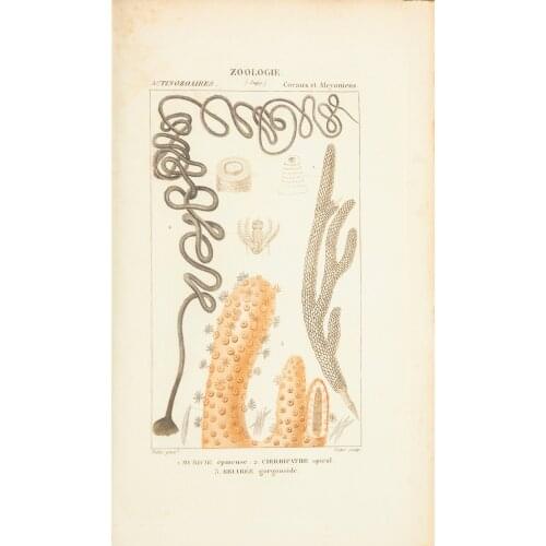 Zoological Atlas Illustrations Germs and Bacteria Classic Canvas Paintings Vintage Wall Posters Stickers Home Decor Gift